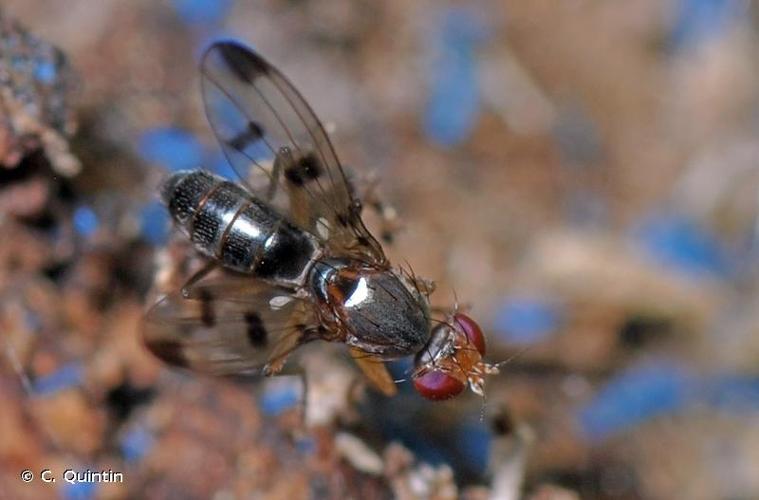 <i>Geomyza tripunctata</i> Fallén, 1823 © C. Quintin