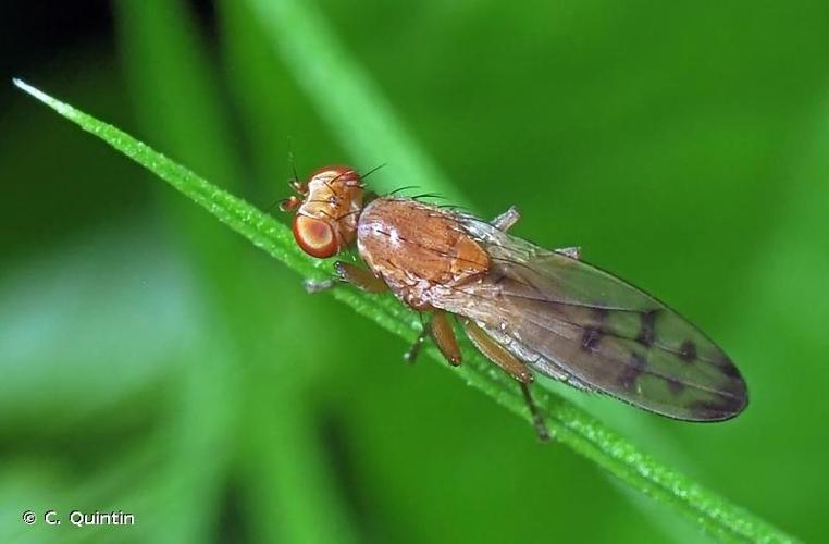 <i>Opomyza florum</i> (Fabricius, 1794) © C. Quintin