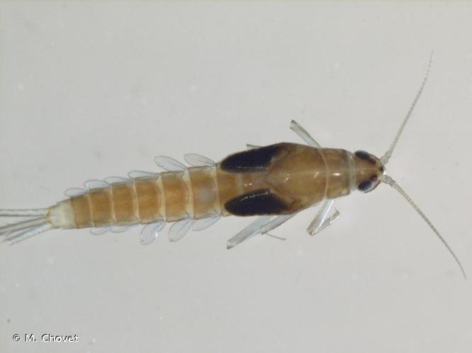 <i>Alainites muticus</i> (Linnaeus, 1758) © M. Chovet
