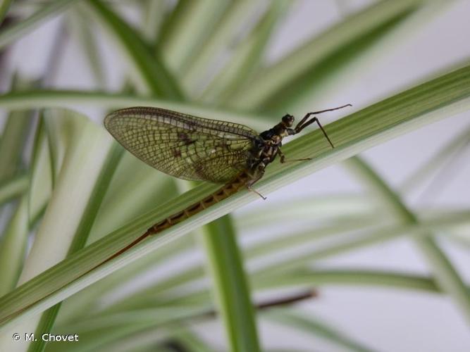 <i>Ephemera vulgata</i> Linnaeus, 1758 © M. Chovet