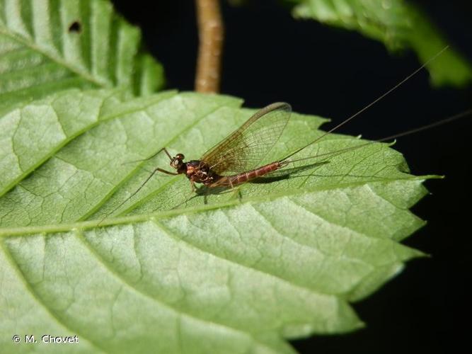 <i>Rhithrogena semicolorata</i> (Curtis, 1834) © M. Chovet