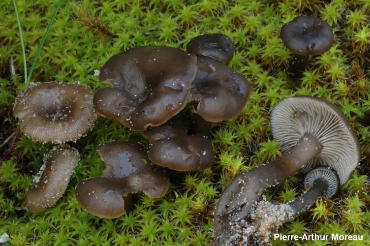 <i>Clitocybe barbularum</i> (Romagn.) P.D.Orton, 1960 © PA. Moreau