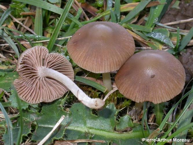 <i>Psathyrella clivensis</i> (Berk. & Broome) P.D.Orton, 1960 © PA. Moreau