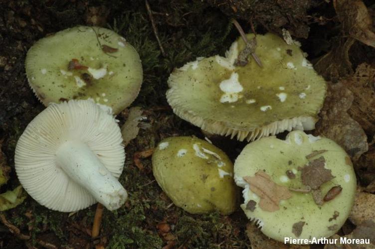 <i>Russula innocua</i> (Singer) Romagn. ex Bon, 1982 © PA. Moreau