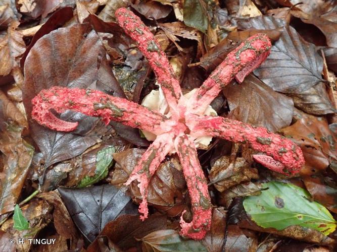 <i>Clathrus archeri</i> (Berk.) Dring, 1980 © H. TINGUY