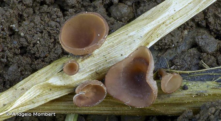 <i>Myriosclerotinia curreyana</i> (Berk.) N.F.Buchw., 1947 © Andgelo Mombert