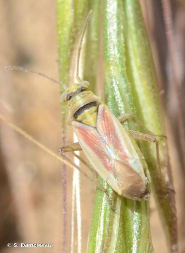 <i>Conostethus roseus</i> (Fallén, 1807) © S. Damoiseau