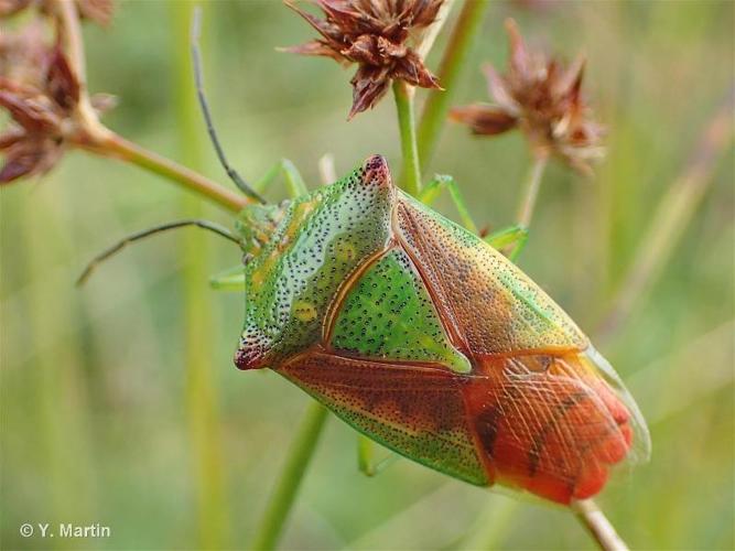 <i>Acanthosoma haemorrhoidale</i> (Linnaeus, 1758) © 