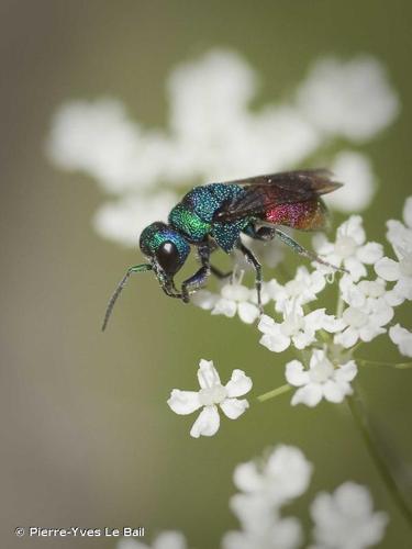 <i>Chrysis ignita</i> (Linnaeus, 1758) © Pierre-Yves Le Bail