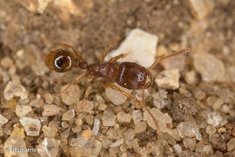 <i>Tetramorium semilaeve</i> André, 1883 © R. Blatrix