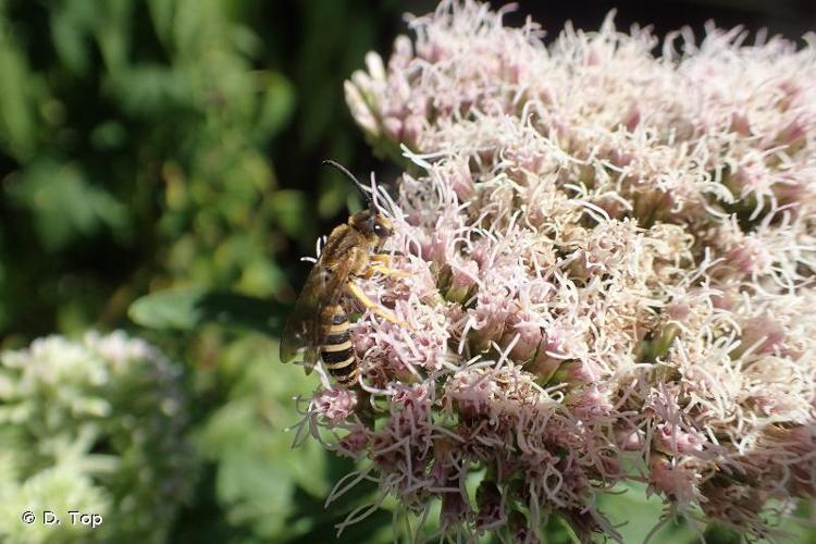 <i>Halictus scabiosae</i> (Rossi, 1790) © D. Top