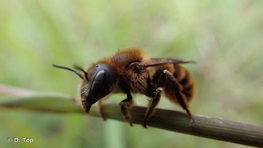 <i>Osmia aurulenta</i> (Panzer, 1799) © D. Top