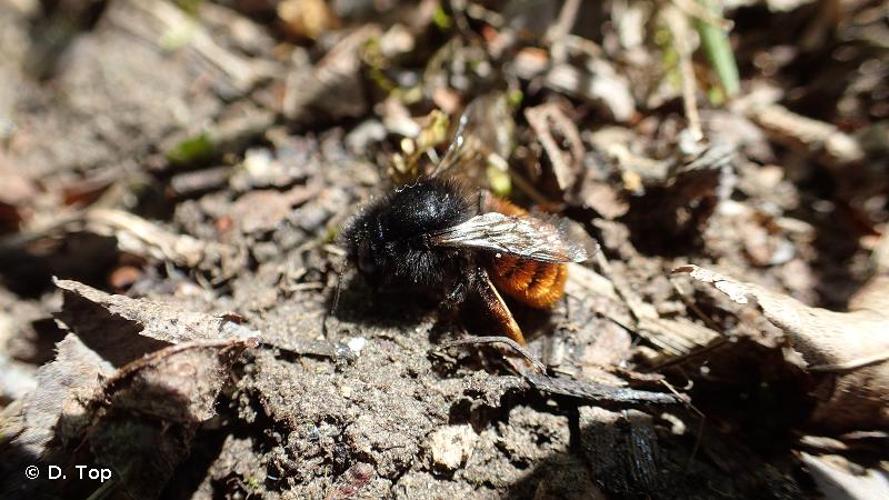 <i>Osmia bicolor</i> (Schrank, 1781) © D. Top