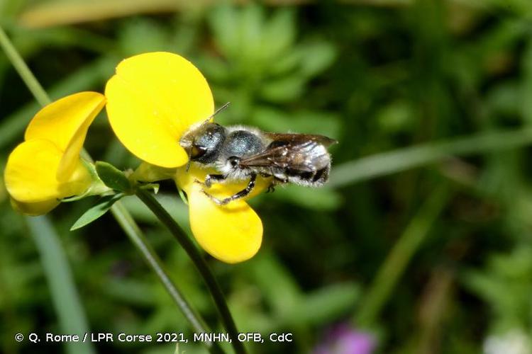 <i>Osmia caerulescens</i> (Linnaeus, 1758) © Q. Rome / LPR Corse 2021, MNHN, OFB, CdC