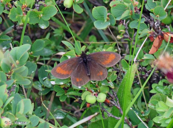 <i>Erebia mnestra</i> (Hübner, 1804) © S. Wroza