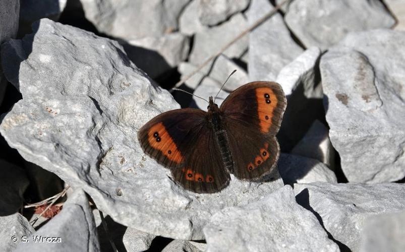 <i>Erebia neoridas</i> (Boisduval, 1828) © S. Wroza