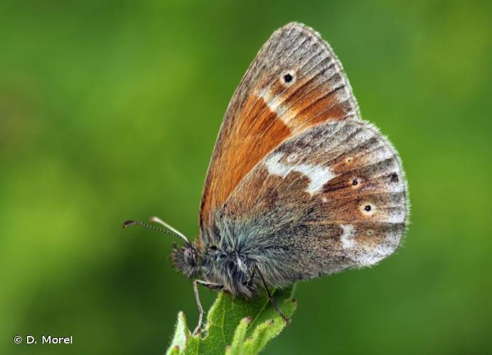 <i>Coenonympha tullia</i> (O.F. Müller, 1764) © D. Morel