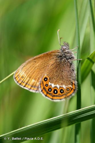 <i>Coenonympha hero</i> (Linnaeus, 1761) © Y. Baillet / Flavia A.D.E.