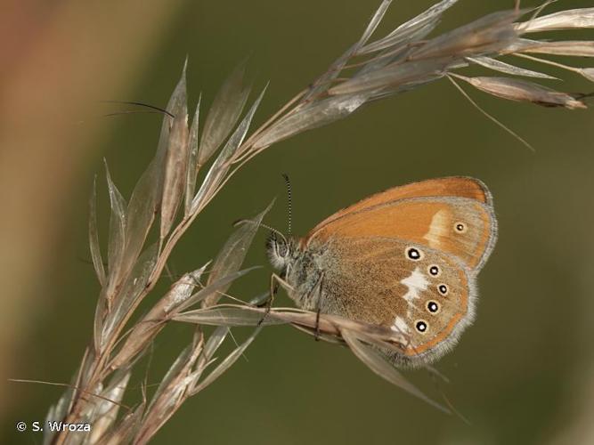 <i>Coenonympha glycerion glycerion</i> (Borkhausen, 1788) © S. Wroza