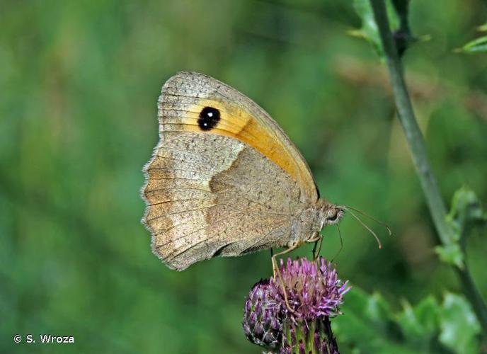 <i>Maniola jurtina jurtina</i> (Linnaeus, 1758) © S. Wroza