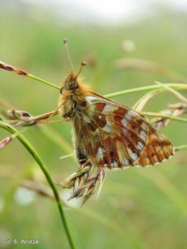 <i>Boloria pales</i> (Denis & Schiffermüller, 1775) © S. Wroza