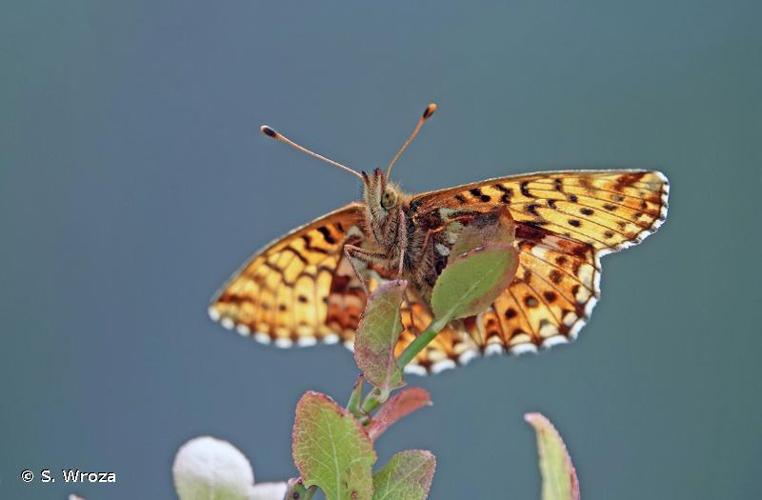 <i>Boloria aquilonaris</i> (Stichel, 1908) © S. Wroza