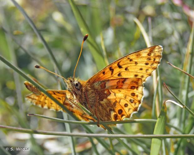 <i>Boloria graeca</i> (Staudinger, 1870) © S. Wroza