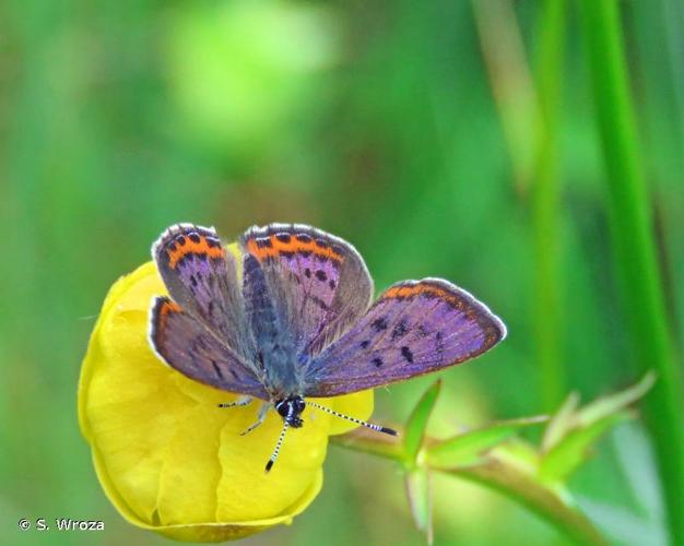 <i>Lycaena helle</i> (Denis & Schiffermüller, 1775) © S. Wroza