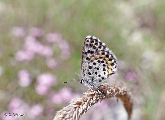 <i>Scolitantides orion</i> (Pallas, 1771) © S. Wroza