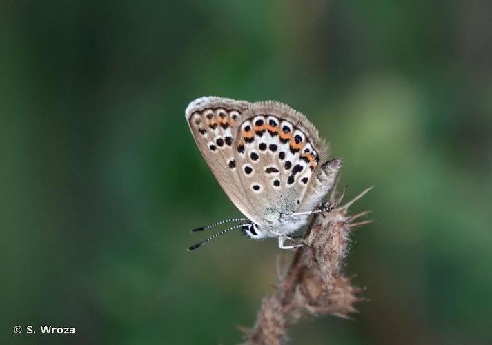 <i>Plebejus idas</i> (Linnaeus, 1761) © S. Wroza