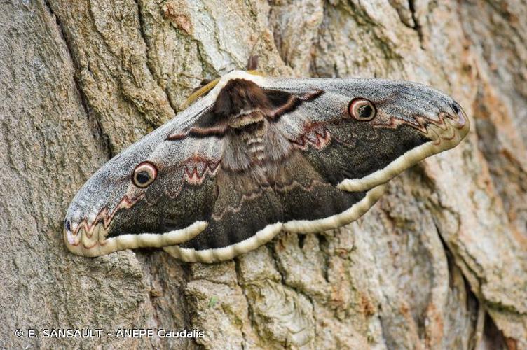 <i>Saturnia pyri</i> (Denis & Schiffermüller, 1775) © E. SANSAULT - ANEPE Caudalis