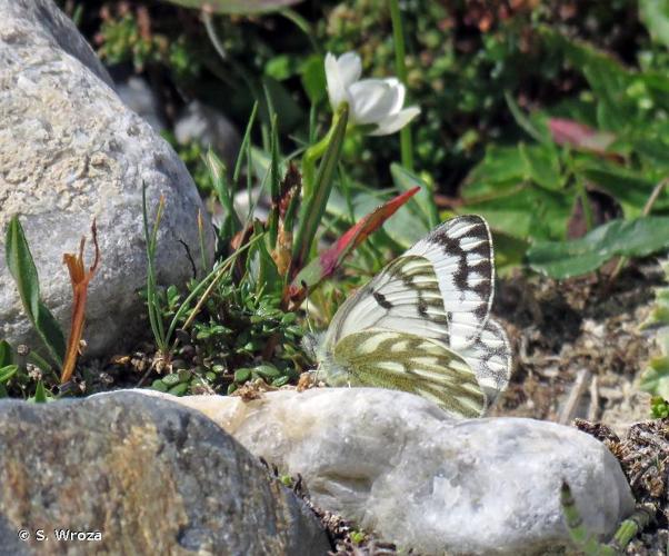 <i>Pontia callidice</i> (Hübner, 1800) © S. Wroza