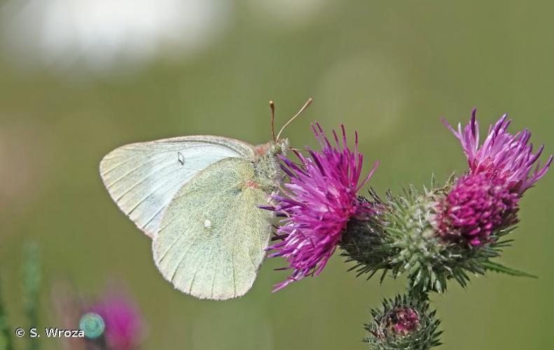 <i>Colias palaeno</i> (Linnaeus, 1761) © S. Wroza