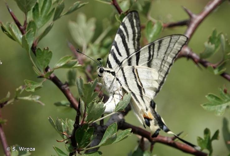 <i>Iphiclides podalirius podalirius</i> (Linnaeus, 1758) © S. Wroza