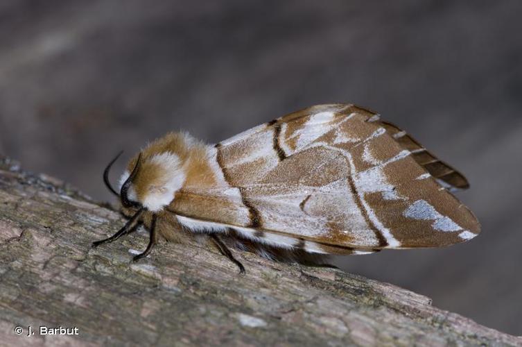 <i>Endromis versicolora</i> (Linnaeus, 1758) © J. Barbut