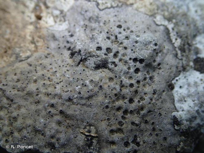 <i>Staurothele orbicularis</i> (A.Massal.) Th.Fr., 1865 © R. Poncet