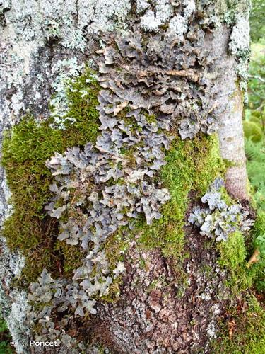 <i>Lobaria scrobiculata</i> (Scop.) P.Gaertn., 1805 © R. Poncet