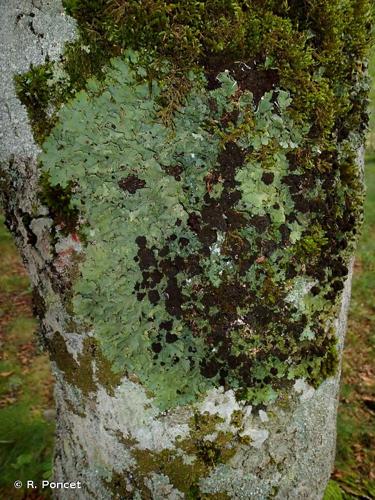 <i>Lobaria amplissima</i> (Scop.) Forssell, 1883 © R. Poncet