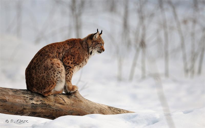 <i>Lynx lynx</i> (Linnaeus, 1758) © R. Clerc