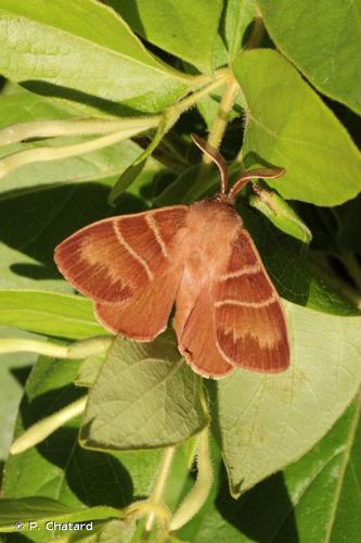 <i>Macrothylacia rubi</i> (Linnaeus, 1758) © P. Chatard