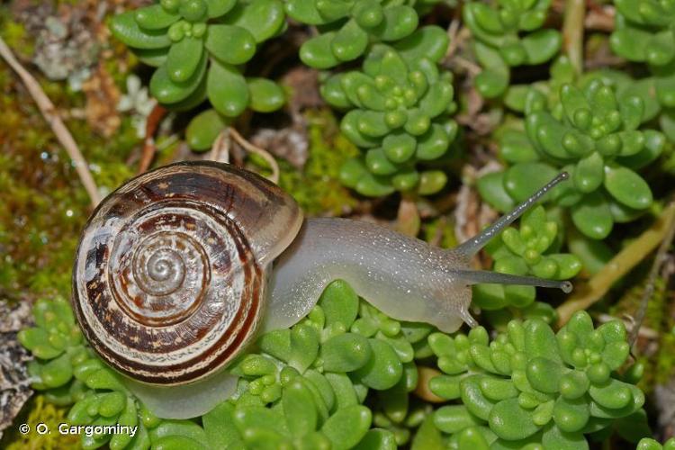 <i>Eobania vermiculata</i> (O.F. Müller, 1774) © O. Gargominy