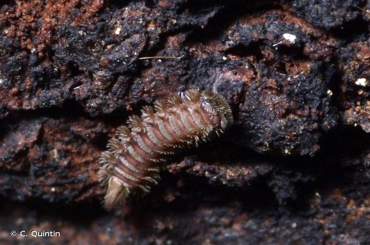 <i>Polyxenus lagurus</i> (Linnaeus, 1758) © C. Quintin