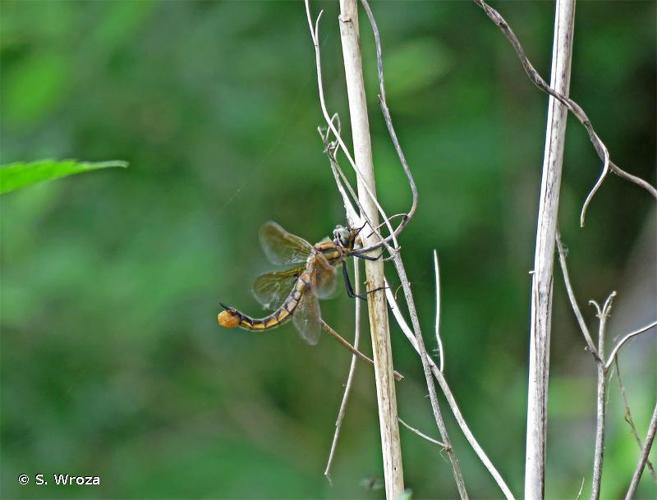 <i>Epitheca bimaculata</i> (Charpentier, 1825) © S. Wroza