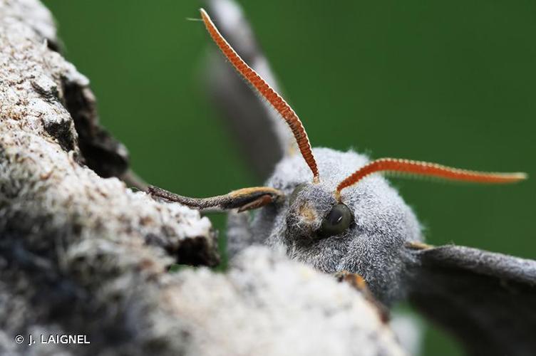 <i>Laothoe populi</i> (Linnaeus, 1758) © J. LAIGNEL