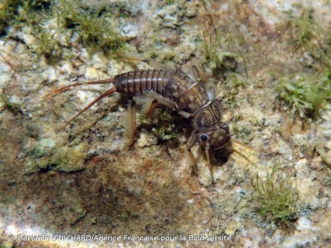 <i>Dinocras cephalotes</i> (Curtis, 1827) © Benjamin GUICHARD/Agence Française pour la Biodiversité