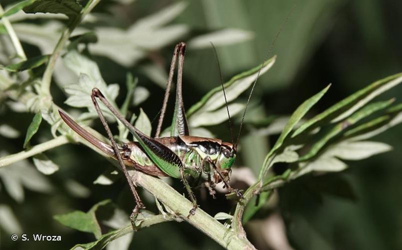 <i>Eupholidoptera chabrieri chabrieri</i> (Charpentier, 1825) © S. Wroza