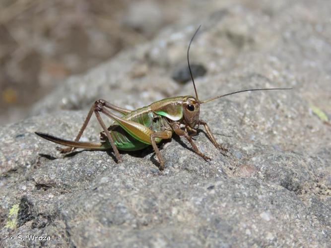 <i>Anonconotus alpinus</i> (Yersin, 1858) © S. Wroza