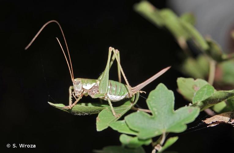 <i>Antaxius sorrezensis</i> (Marquet, 1877) © S. Wroza