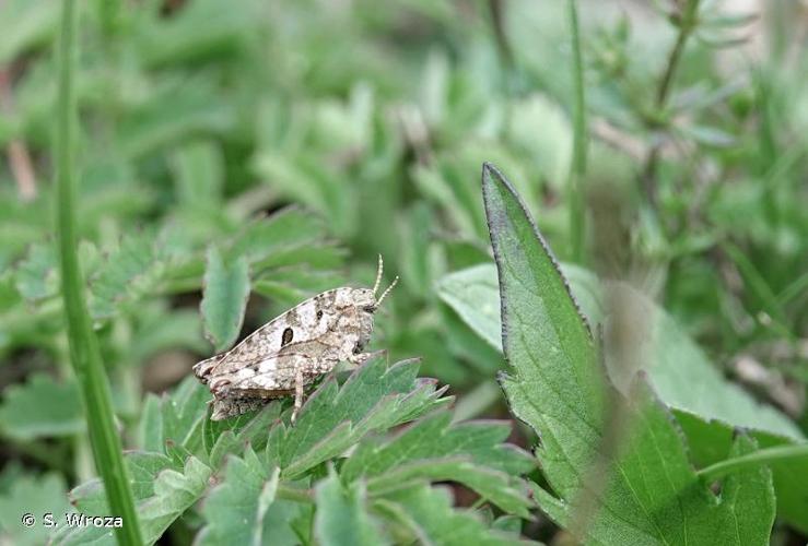 <i>Tetrix bipunctata</i> (Linnaeus, 1758) © S. Wroza