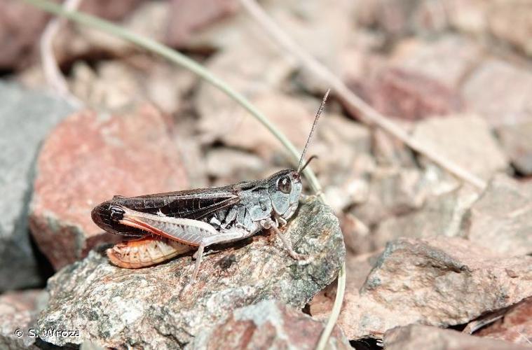 <i>Stenobothrus rubicundulus</i> Kruseman & Jeekel, 1967 © S. Wroza